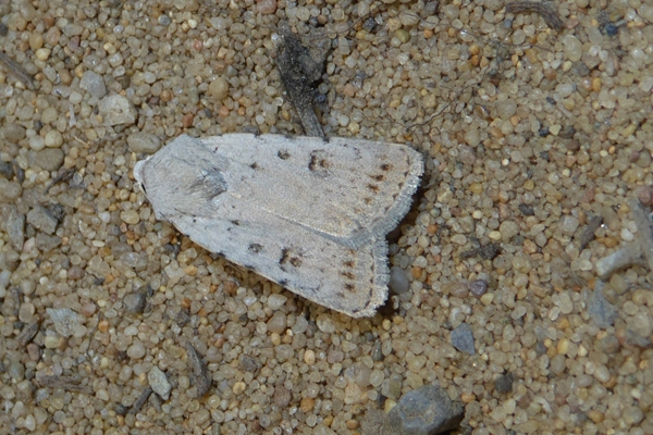 Caradrina (Paradrina) fuscicornis, Noctuidae
